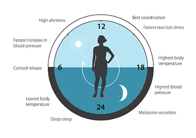 The circadian clock