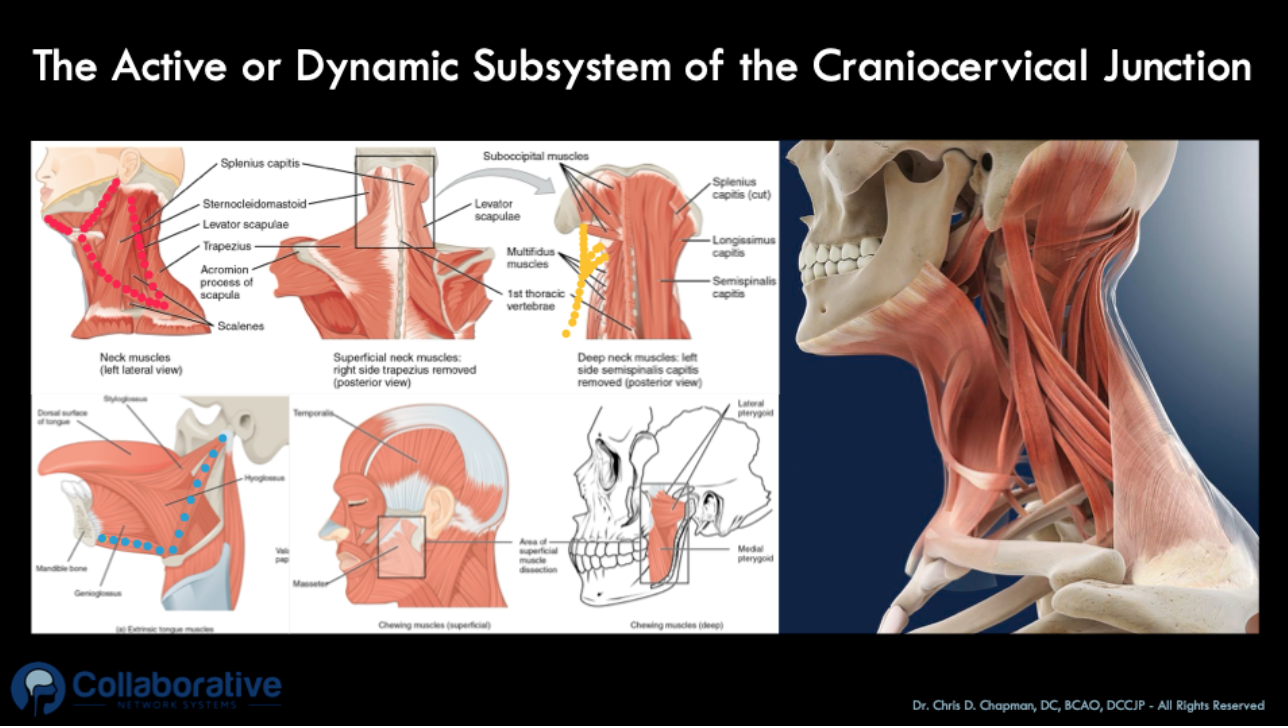 dynamic muscular stabilizers of the craniocervical junction